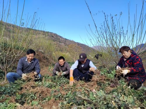 吴万新与村民正在去除前胡上的泥巴
