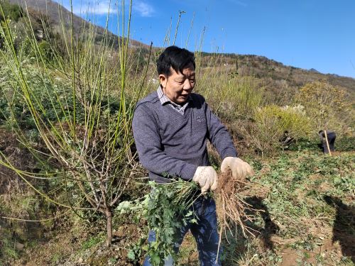 吴万新一边去泥一边介绍种植心得