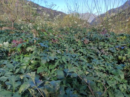前胡长势良好，静待采收