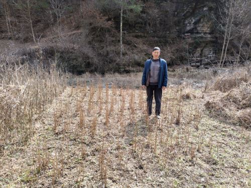 栽种树苗 现场