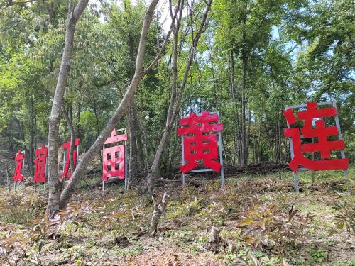 友谊万亩黄连林下种植基地