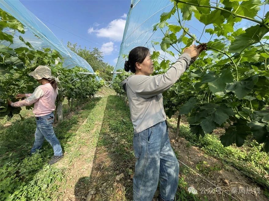 旬邑县土桥镇：葡萄管护忙共绘振兴卷