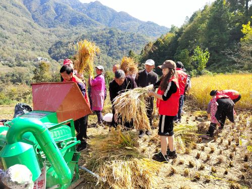 认购会员沉浸式体验水稻收割 认购会员沉浸式体验水稻收割