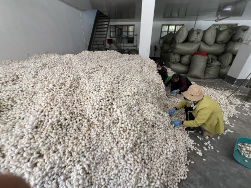 蚕桑合作社收茧 蚕桑合作社收茧