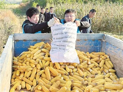 永寿县渠子镇党员干部助农抢收解民忧