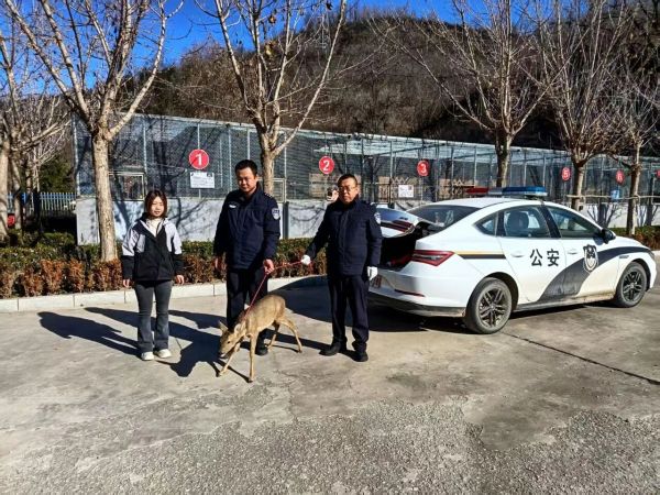 暖心救助！甘泉民警为国家“三有”保护动物狍子撑起“生命保护伞”