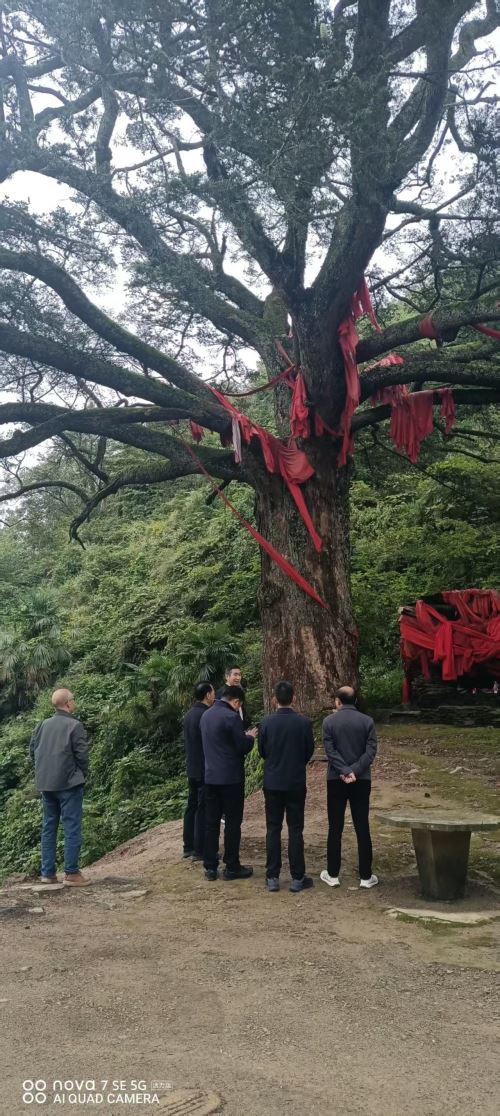 护一树常青  守一村乡愁——汉阴县汉阳镇白庙村古树的守护故事