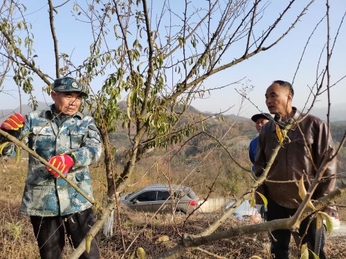 汉阴县涧池镇栋梁村：冬日管护正当时  李园提质促增收