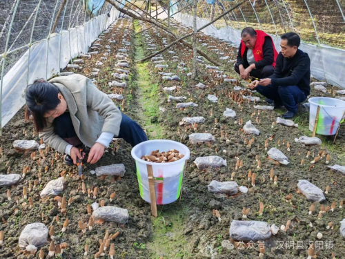 汉阴县汉阳镇天池村：主题党日“采菇行” 奏响乡村振兴“奋进曲”