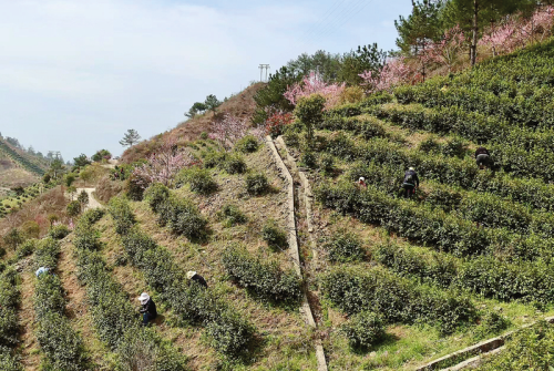 商南县：山上采茶忙 山下制茶香