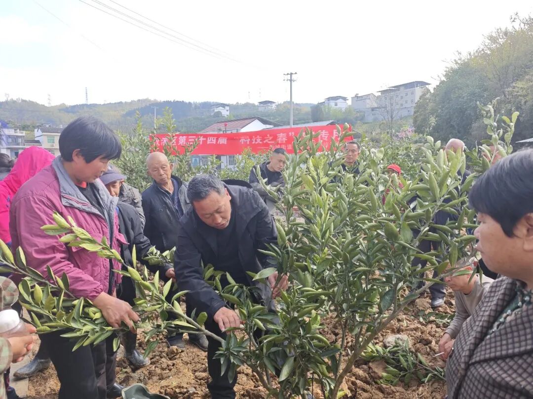 汉滨区新城街道：农技培训进果园 果农增收添底气