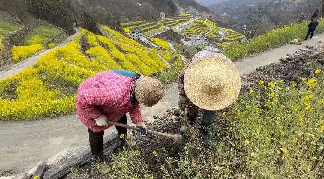 白河县西营镇：桑蚕织就振兴路 水田沟里绘新篇