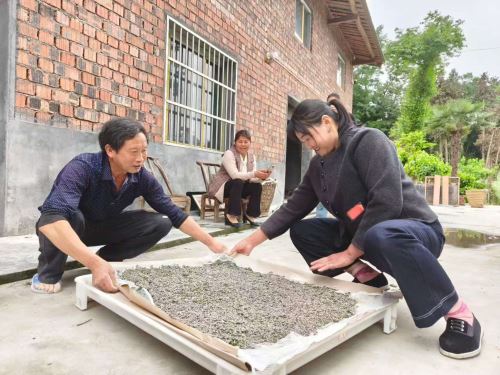黎道志给蚕农分发共育的小蚕 黎道志给蚕农分发共育的小蚕