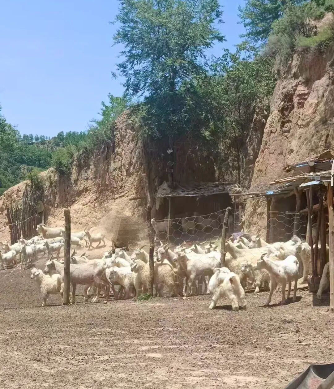 志丹法院：以羊抵债破解执行难题