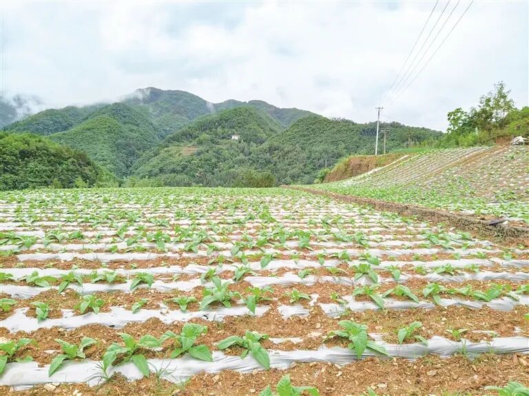 烟叶铺就振兴路 汉阴县漩涡镇千亩“金叶”绘就富民新画卷