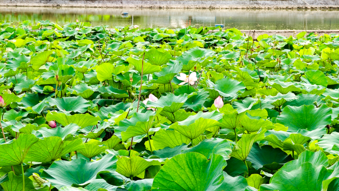 旬阳市蜀河镇：百亩荷塘迎来盛花期