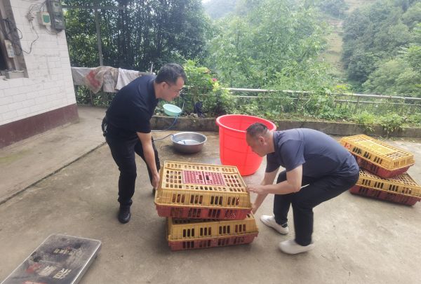 紫阳县供销联社进村采购 土鸡变身农户增收“金鸡”