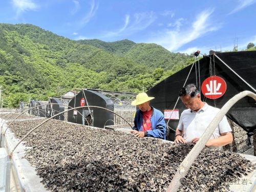 柞水县红岩寺镇：小木耳撑开致富伞 跃进村迎来丰收季