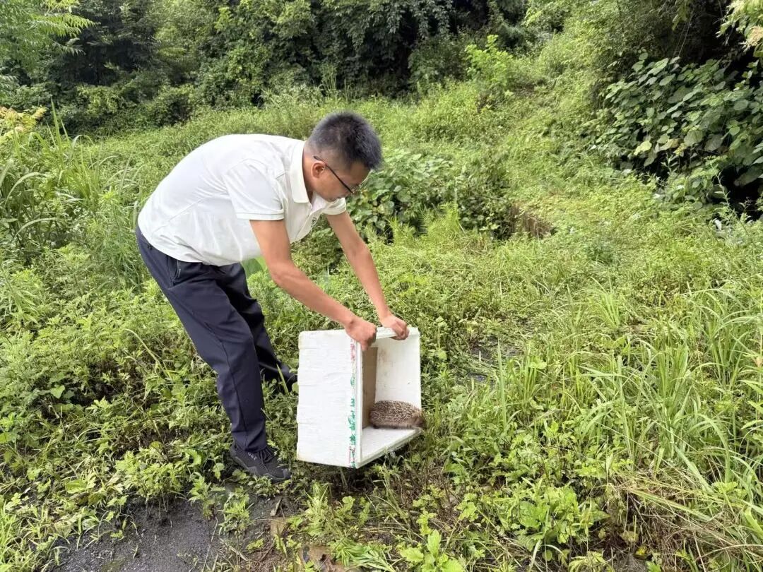 暖心护生灵！汉滨区五里镇村民救助野生刺猬助其回归自然