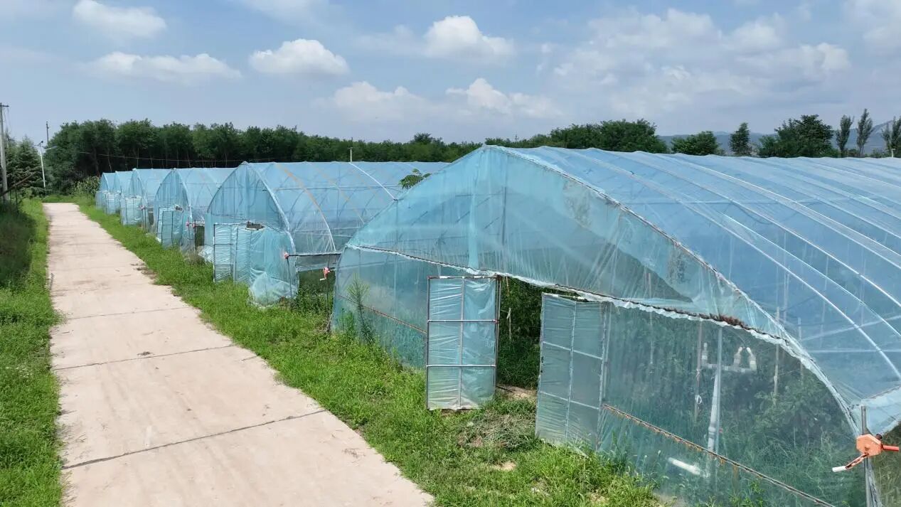 永寿县店头镇西庄子村：党建领航产业兴 特色产业激活乡村振兴新动能