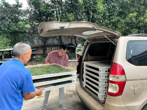 汉阴县涧池镇五坪村：山路弯弯送蚕忙