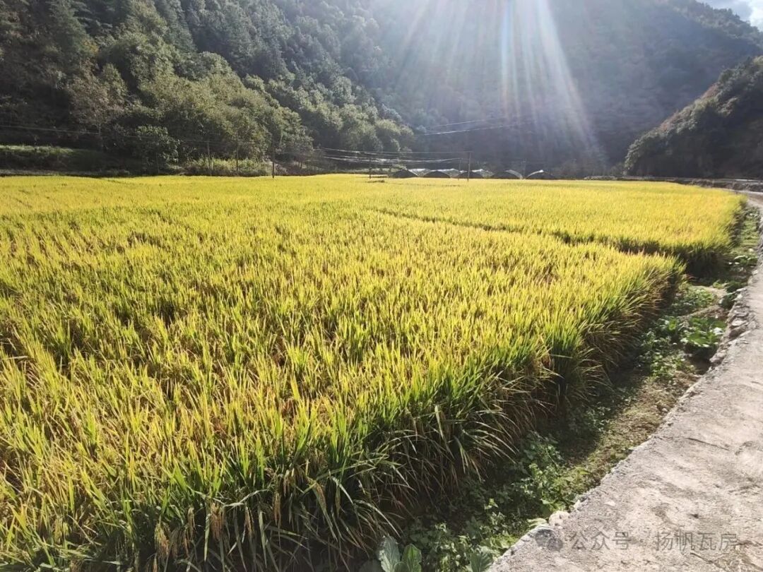 稻田翻金浪 产业稳增收 ——柞水县瓦房口镇马家台村四十亩水稻丰收在望