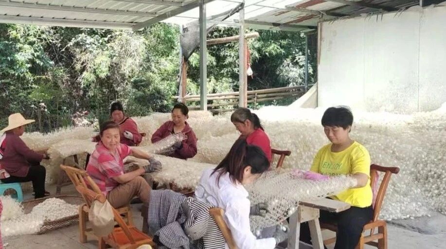 稳产增收富乡民——平利县洛河镇做强蚕桑特色产业，夯实乡村振兴底气